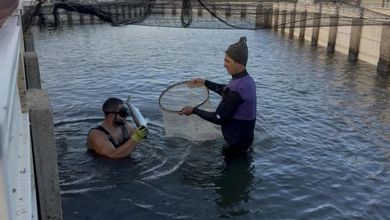 La pesca del cefalo a mani nude: così si fa a Cabras dal XIV secolo
