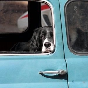 Reggio Emilia, la cagnolina la chiude fuori dall'auto: la padrona chiede aiuto in Questura