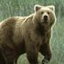 Ciociaria, trovato morto cucciolo di orso: forse avvelenato