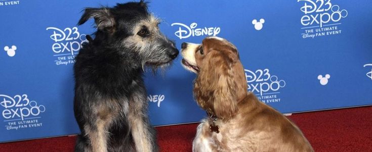 Disney schiera le truppe per la nuova piattaforma, da Star Wars a 'Lilli e il Vagabondo'