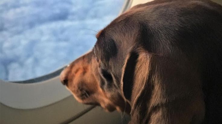 Aerei, nuove regole per chi viaggia con gli animali: più semplice portare cani e gatti in cabina
