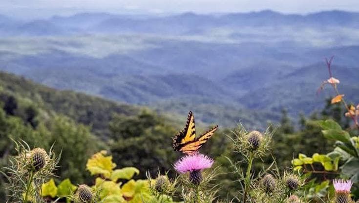 Crisi climatica, anche le farfalle si spostano più in alto