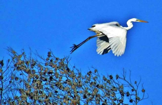 Salento, la danza degli aironi nell'oasi ritrovata