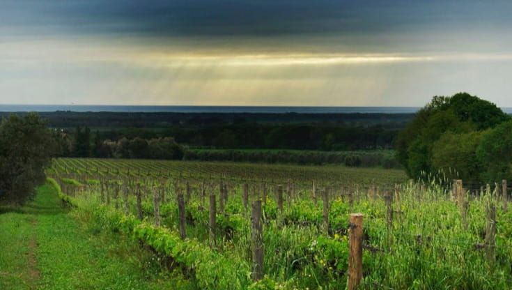 Equilibrio e potenza: dai quadri di Rothko ai vini di Bolgheri