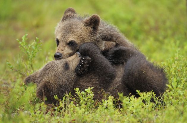 Wwf, tanti cuccioli senza mamma. Ma a Natale se ne pu&ograve; "adottare" uno