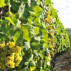 L'Asti spumante pronto a fare concorrenza al prosecco, via libera dal ministero