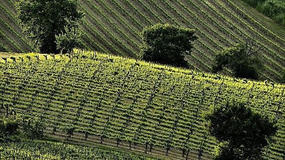 Quelle vacanze che profumano di vino