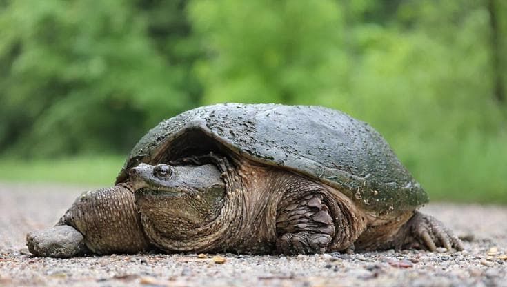 Tartarughe azzannatrici, perché sono pericolose. “Sbagliato liberare animali in cattività”