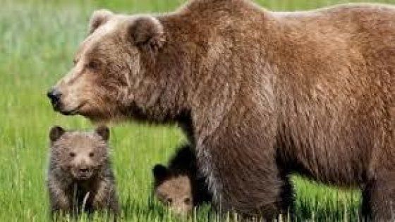 Abruzzo, l'orsa con 4 cuccioli attacca il gregge e porta via una pecora
