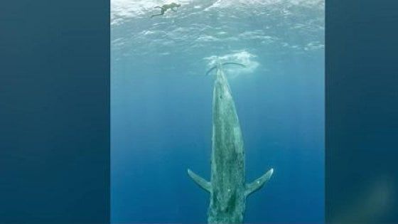 "Blue whale in crescita" in Emilia-Romagna: allerta Procura 