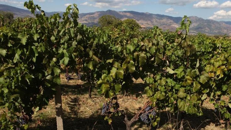L’agricoltura eroica e resiliente celebrata dall’Etna Wine Forum