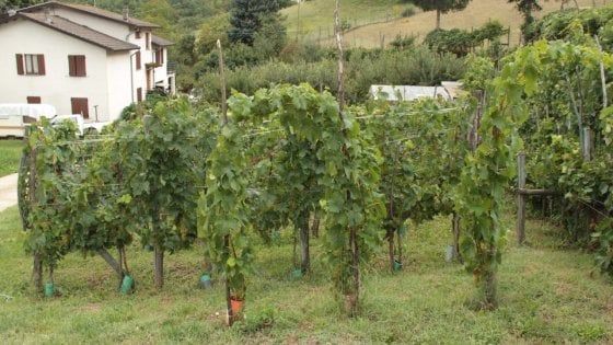 "La mia vigna ? Un patrimonio botanico": così a Borgotaro maturano le uve antiche