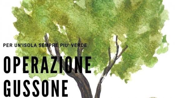 Ischia, mille alberi piantati entro il 2022: è l’operazione Gussone