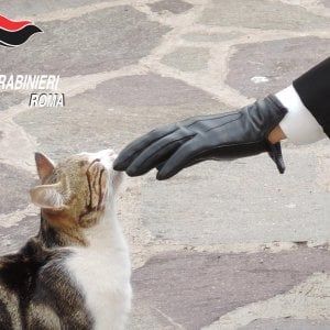 Roma, polpette avvelenate a Ciciliano: individuato il killer dei gatti