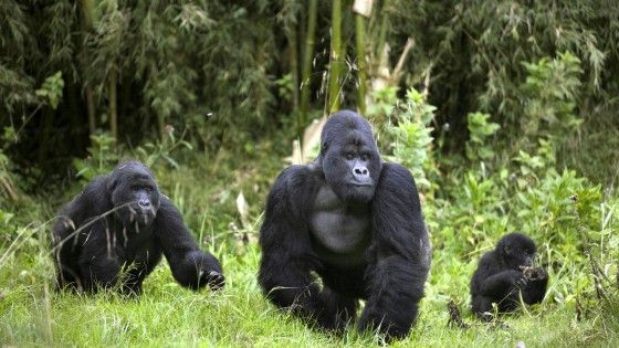 Tra i ranger del Congo: "Cos&igrave; salviamo gli ultimi gorilla"