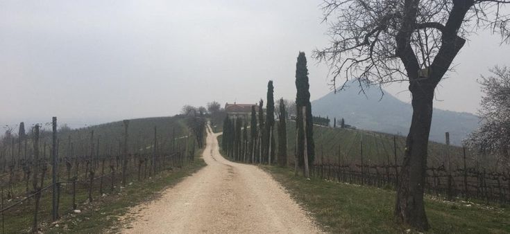 Coronavirus, giorno 1. "Raziono lo shampoo e vado in vigna, dove mi cacciano"