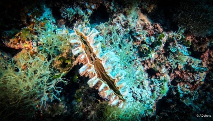 Alle Isole Tremiti torna la nacchera di mare: il mollusco più grande del Mediterraneo era ritenuto estinto