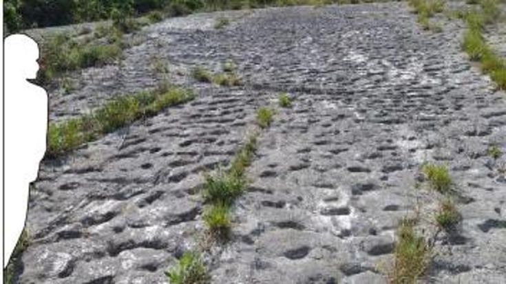 Tartarughe in fuga dal Monte Conero. Mille orme fossili raccontano il panico durante un terremoto