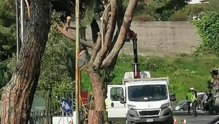 Sanremo, via al taglio di alberi in via Padre Semeria, rivolta degli animalisti: “Distrutti i nidi”