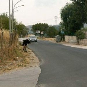 Vieste, "&egrave; permesso sparare agli animali vaganti": pronto il ricorso al Tar
