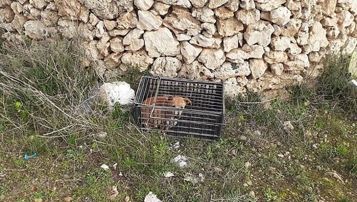 Gallipoli, una cagnolina pinscher abbandonata in una gabbietta sulla provinciale: "Sta bene, si può adottare"