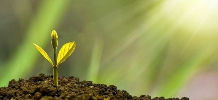 Dagli scarti delle concerie un tesoro per la natura