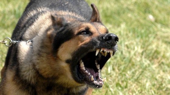 Caltanissetta, i cani sbranano i capretti: il pastore li uccide, denunciato