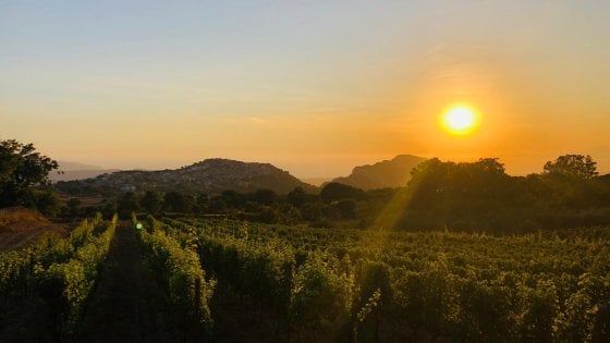 Lirica e vendemmia, a Trentinara la vigna diventa palcoscenico