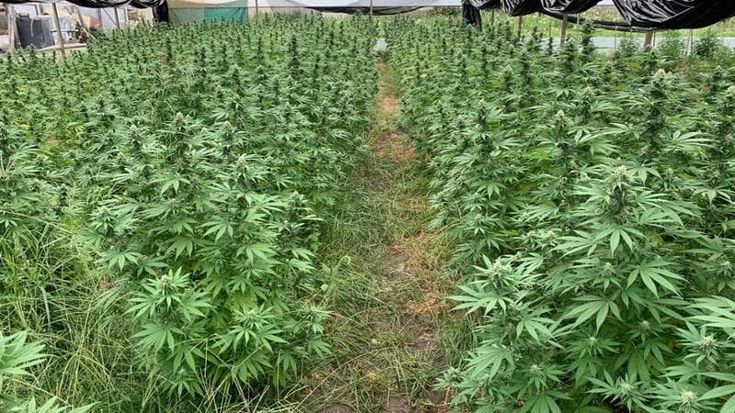 “No alla cannabis light” centinaia di lavoratori preoccupati dal decreto
