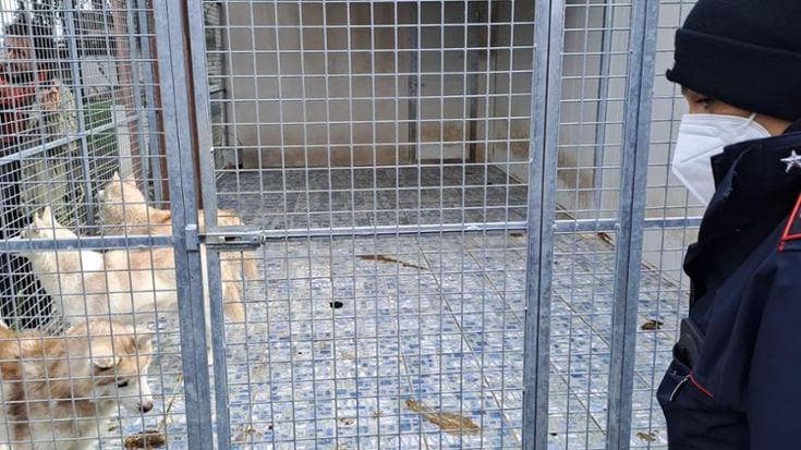 La denuncia: “A Ponzano 200 husky malati”. La replicadell’allevamento: “Ci perseguitano”
