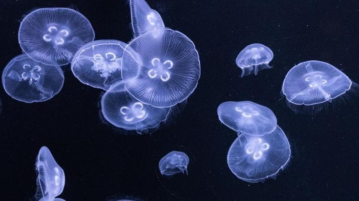 Le meduse sono intelligenti, anche se non hanno il cervello