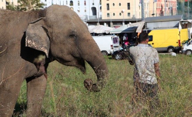 Elefante indiano fugge dal circo<br />e se na va a spasso per Roma