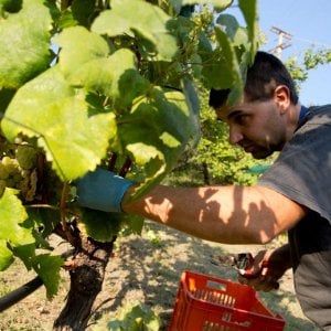 Vinitaly a tutto export