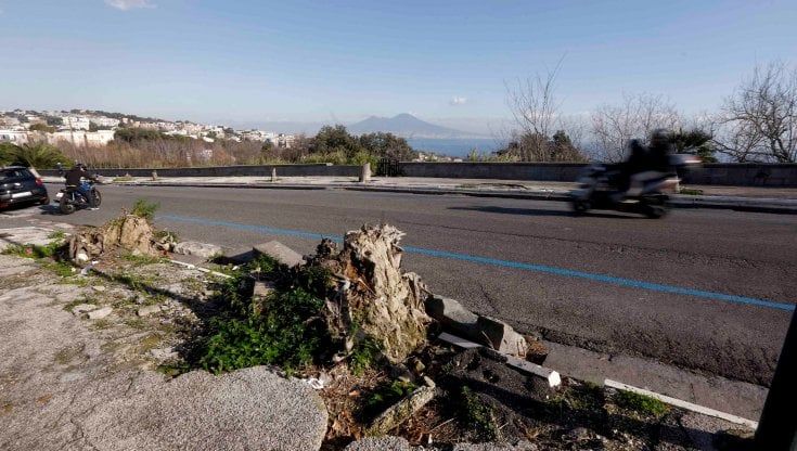 Alberi da ripiantumare a Posillipo, c’è il parere dei botanici: “Il 25 gennaio riunione con la soprintendenza”