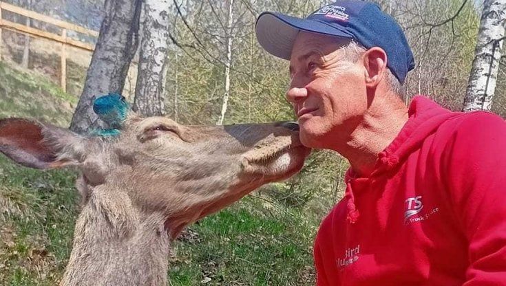 Cervo Bambi, stavolta il lieto fine c'è davvero: dopo un anno torna a casa nella sua Valmalenco