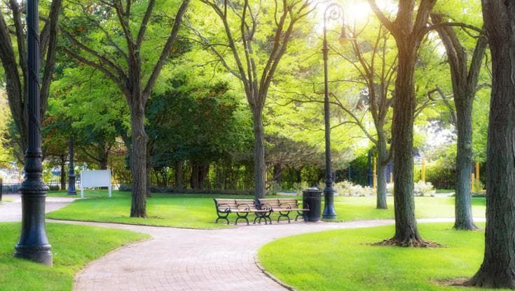 Foreste urbane, così la città respira: le linee guida