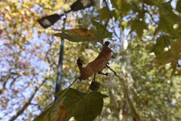 Dopo il grande caldo per gli alberi di Torino è già autunno