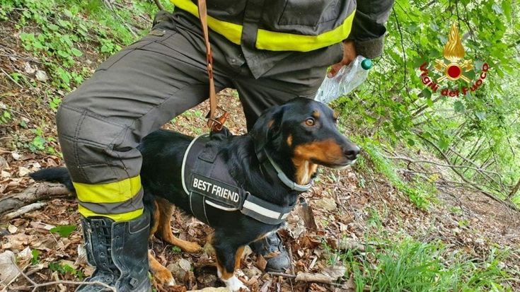 Bologna, cagnolino fugge e cade in una scarpata: salvato dai vigili del fuoco dopo 3 giorni