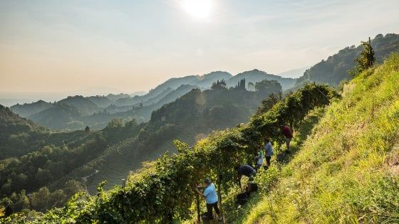 Prosecco, la viticoltura sostenibile e ipertecnologica della famiglia Bortolomiol