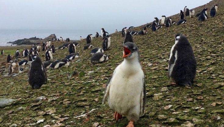 Il pinguino imperatore ultima vittima del riscaldamento globale