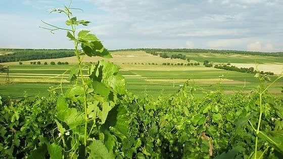 Moldavia, la guerra del vino tra Russia ed Europa