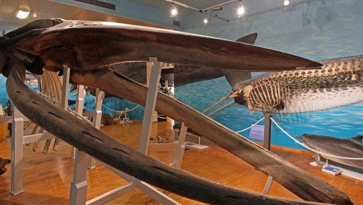 Il Museo di Storia Naturale di Trieste compie 180 anni: l’open day per scoprirlo