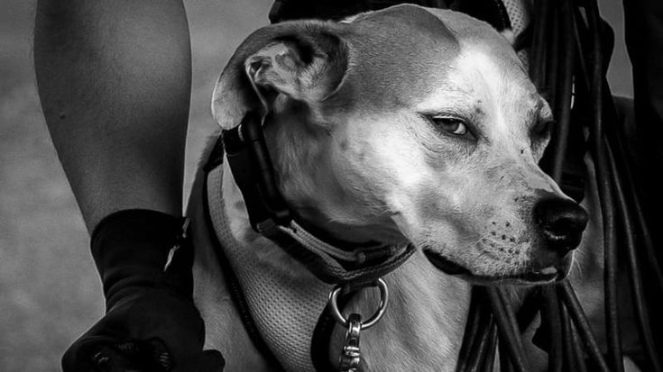 A Montaione tre giorni di formazione per i cani che ricercano le persone scomparse