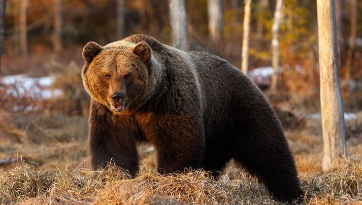  L’orso non ci sta 