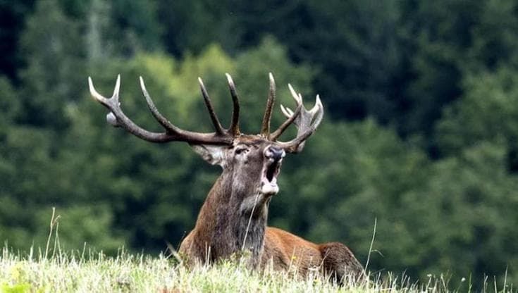 Parco delle Foreste Casentinesi e dell’Appennino Tosco-Emiliano: “La lottizzazione del governo”