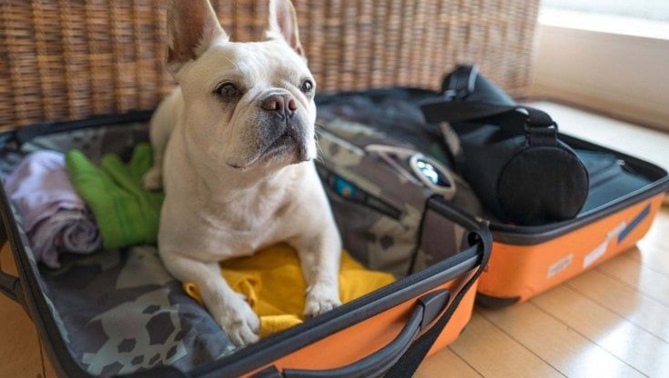  Quando il cane (o il gatto) non vanno in vacanza