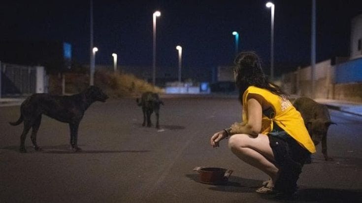 Cannibalismo tra gatti lasciati senza cibo e cani abbandonati: 100 denunce a Bari. Lav apre uno sportello