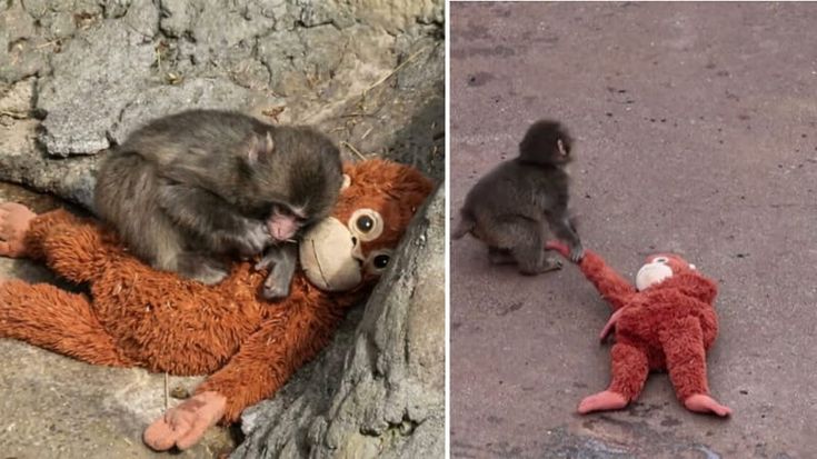 Punch, la storia del macaco abbandonato diventata virale manda in soldout l’Ikea