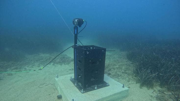 Telecamere e intelligenza artificiale per proteggere il mare e la posidonia