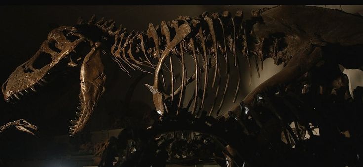 'Dinosaurs', sulle tracce dei giganti estinti: l'avventura dei fossili dagli scavi al museo
